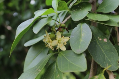 Afraegle paniculata