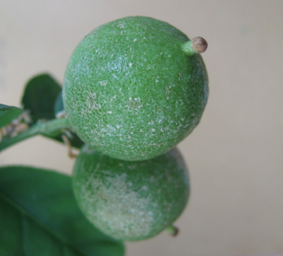 Botrytis Sch&auml;den an Fr&uuml;chten von Limette