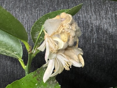 Grauschimmel an Bl&uuml;ten von Zitrone