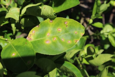 Citrus Canker an einer Limette