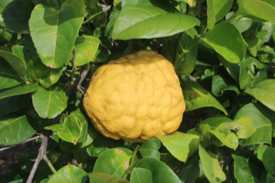 Citrus medica 'Diamante'