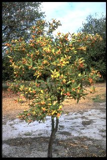Fortunella hindsii 'Hongkong' Kumquat Baum
