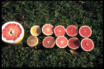 v.l.n.r: C. maxima 'Hirado Buntan', C. paradisi 'Marsh', C. paradisi 'Redblush', C.paradisi 'RayRuby', C. paradisi 'Flame', C. paradisi 'RioRed'