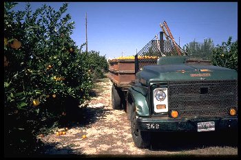 Ein LKW in einer Plantage zur Erntezeit