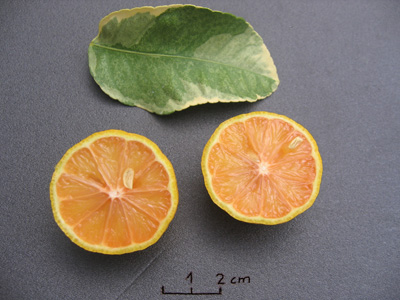 Citrus sinsis 'CaraCara' und Citrus limon 'Pink varigated Eureka'