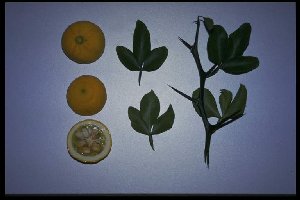 Poncirus trifoliata