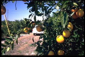 Citrus sinensis ´Queen Pineapple´