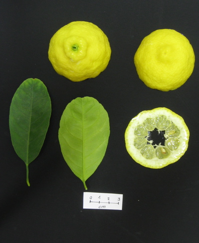 Citrus jambhiri ´Rough Lemon´