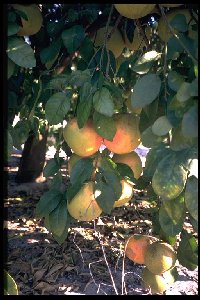 RubyRed Grapefruit am Baum