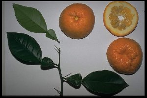 Citrus aurantium 'Seville'