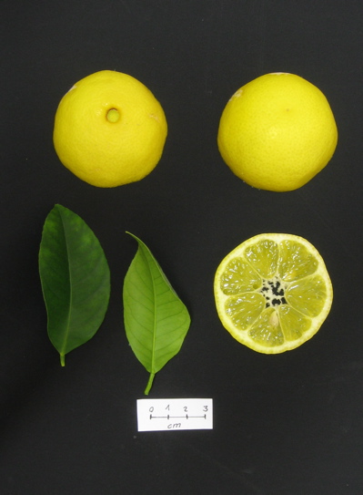 Citrus limonia ´Volkamer´