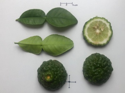 Citrus hystrix 'Kaffir' Limette