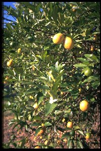 Limequat 'Lakeland' am Baum