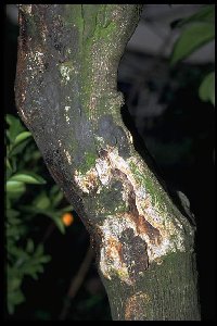 Phytophthora Infektionsstellen am Stamm einer Zitrone