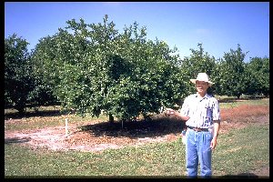 DPI Inspektor mit Edelreisern in der Hand vor einem Baum Citrus limonia