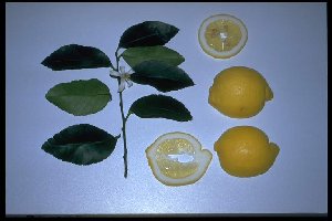 Citrus limon 'Verna'