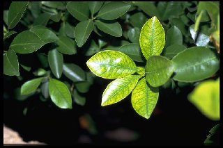 WinterChlorose an CitrusBlättern